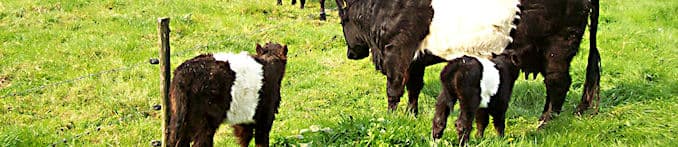 Nijland Landschapsadvies en Onderhoudsbedrijf - afbeelding 3